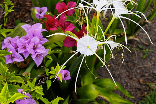 Fleurs Mai 2010-006